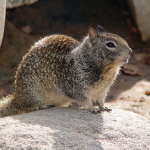 ground-squirrel iu