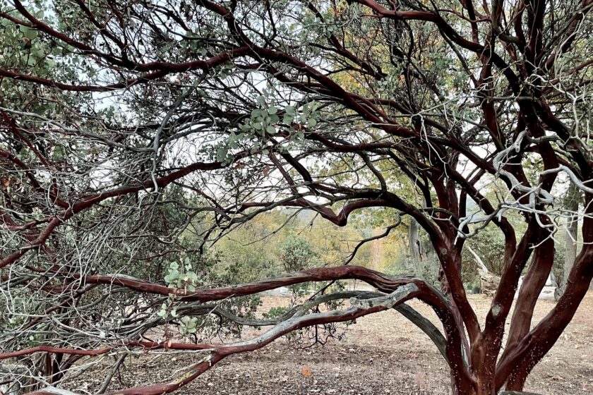 Native Manzanita