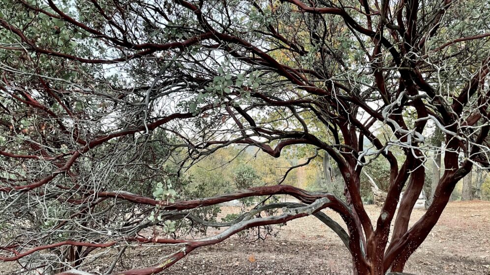 Native Manzanita